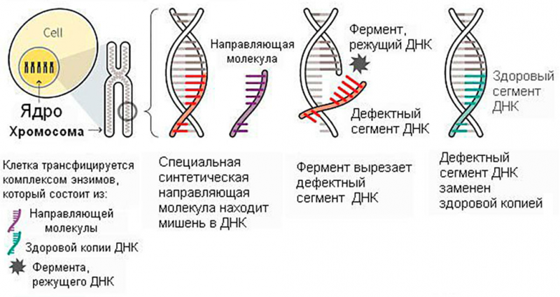 Пример редактирования ДНК методом CRISPR/Cas9 ​ (изображение: Reuters, Nature)