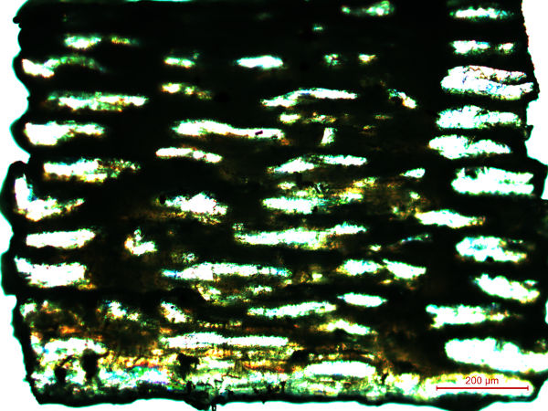 Срез шейки минилопатки под просвечивающим микроскопом (печать соплом 0.6, слой 0.15 мм). Отлично видно прозрачные области с ПК (непрозрачные — это АБС). При печати коаксиальная структура филамента деформируется, но сохраняется