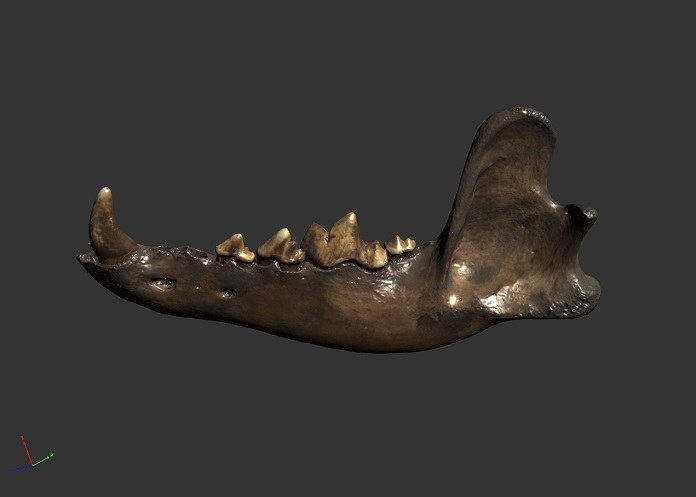 3D-модель кости нижней челюсти ужасного волка, сканированной с помощью Artec Space Spider