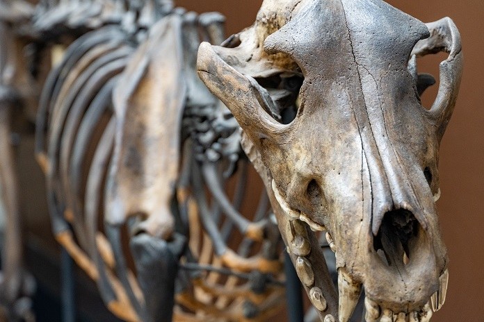 Скелет ужасного волка, найденный в районе битумных озер Ранчо Ла-Брея