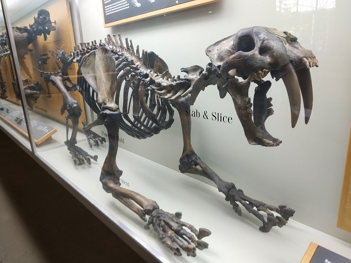 Скелет саблезубой кошки в Музее Ранчо Ла-Брея