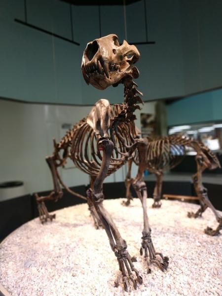 Скелет американского льва в Музее Ранчо Ла-Брея