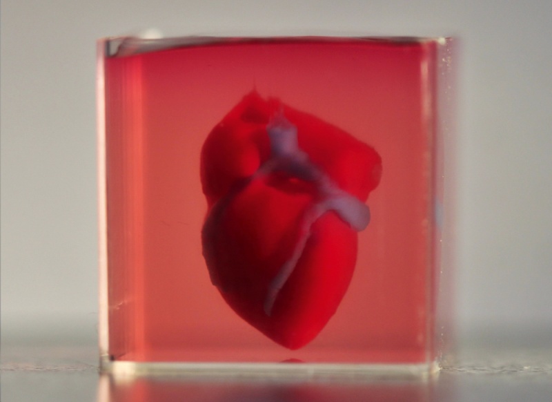  Рис. 3. Сердце человека, напечатанное в уменьшенном масштабе из биоматериалов пациента