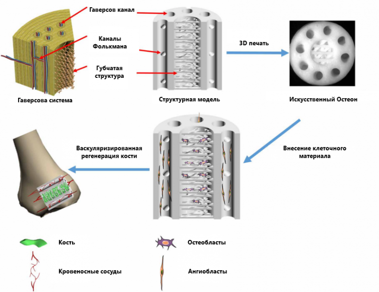 Рис. 6. Схематическая диаграмма гаверсовской модели костного каркаса, моделирование, печать, рост остеобластов и ангиогенных клеток