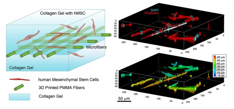  Рис. 7. Каркасы из волокна (microfibers) по методу электроспиннинга с гидрогелем с коллагеном (collagen)  и стволовыми клетками человека (hMSC)