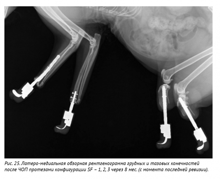 Рис. 25. Латеро-медиальная обзорная рентгенограмма грудных и тазовых конечностей после ЧОП протезами конфигурации SF – 1, 2, 3 через 8 мес. (с момента последней ревизии).