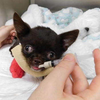 имплантант для парализованного щенка