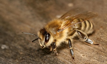 Напечатанные ульи для пчел