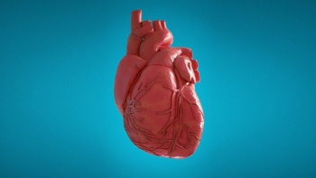 Bayer будет тестировать новые лекарства на 3D модели сердца