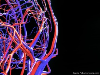 Установку для создания 3D-модели кровеносной системы человека разрабатывают в Рязани