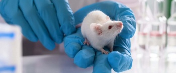 Ученые впервые напечатали и пересадили новые дыхательные пути мышам