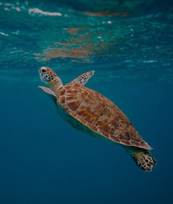 Турецкие ученые спасли от смерти редкую морскую черепаху, создав для нее на 3D-принтере титановый протез челюсти.