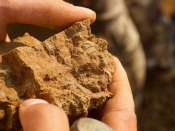 Кузбасские палеонтологи обнаружили сенсационное яйцо