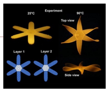 Жидкокристаллические эластомеры с градуированными свойствами приспособили для 3D-печати