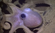 Светочувствительные гели повторяют камуфляж осьминога