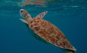 Турецкие ученые спасли от смерти редкую морскую черепаху, создав для нее на 3D-принтере титановый протез челюсти.