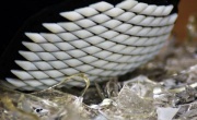 Ученые напечатали на 3D-принтере броню наподобие раковины панцирных моллюсков  