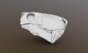3D-модели черепов пермских ящеров