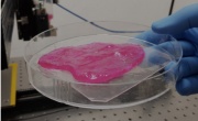 MeaTech: стартап занимается 3D-печатью настоящего мяса