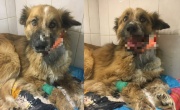 новосибирские ветеринары восстановят челюсть собаке с разорванной пастью  